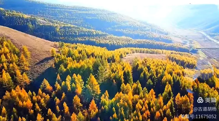 油松,呼和浩特市树